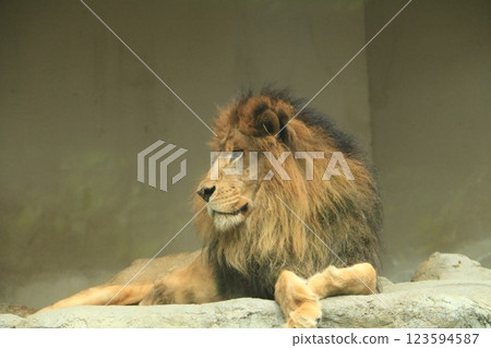 Relaxing male lion 123594587