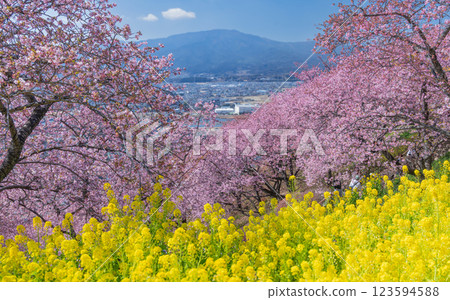 Cherry blossoms and rape blossoms bloom at the Matsuda Town Cherry Blossom Festival 123594588