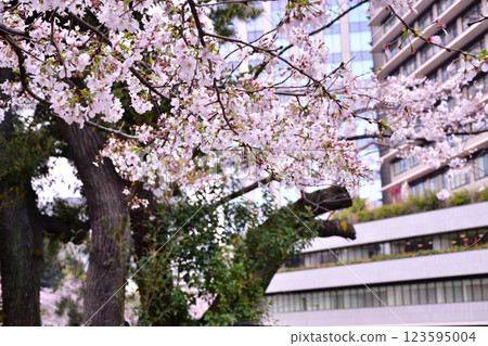 北之丸公園櫻花 123595004