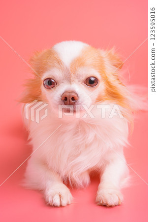 Chihuahua dog of white with red color lies on a pink background. Portrait of a small breed dog. 123595016