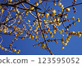Blue sky and wax plum bud 123595052