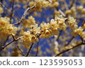 Wintersweet flowers clustered on the branches of a tree 123595053