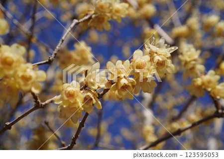 蠟梅花簇擁在樹枝上 123595053