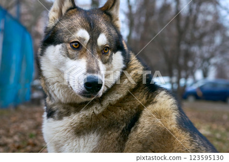 Domestic nice serious dog west siberian laika on walk Domestic nice serious dog west siberian laika on walk 123595130