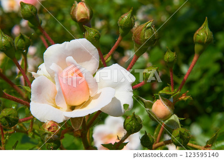 Nice light pink rose flower miniature floribunda Patio,unblown buds 123595140