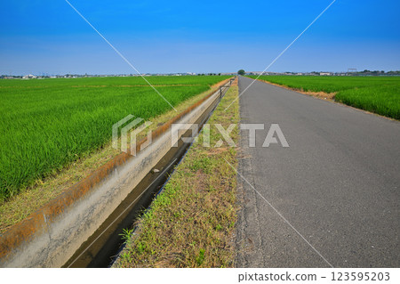 Summer rural scenery in the capital region, near Furuya, Kawagoe city Summer rural scenery in the capital region, near Furuya, Kawagoe city 123595203