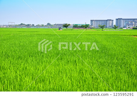 Capital Region Summer Rural Scenery Kawagoe Line Furuya Area Kawagoe City 123595291