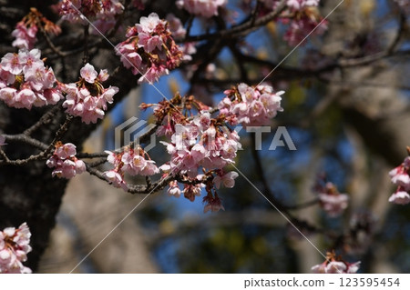 鎌倉龍寶寺的明治神宮正在吮吸冬櫻的花蜜 鎌倉龍寶寺的明治神宮正在吮吸冬櫻的花蜜 123595454