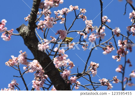 鎌倉龍寶寺的明治神宮正在吮吸冬櫻的花蜜 123595455