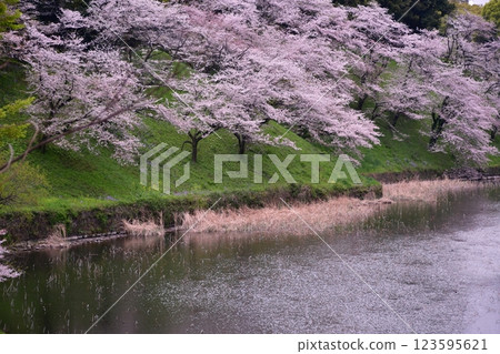 北之丸公園的櫻花 123595621