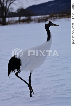 Dandoral cranes Dandoral cranes 123595888