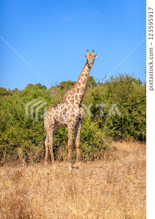 Giraffe in the wild 123595917