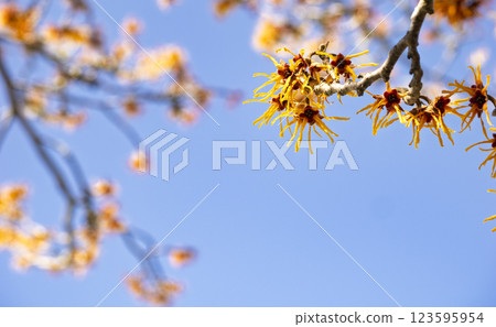 Witch hazel flowers blooming against a blue sky 123595954