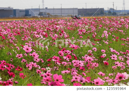 Cosmos 123595964