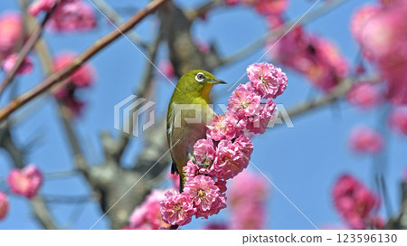 紅梅和白眼花盛開（春天的形象）（溫馨的形象） 123596130