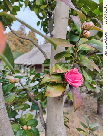 山茶花和老房子 123596139