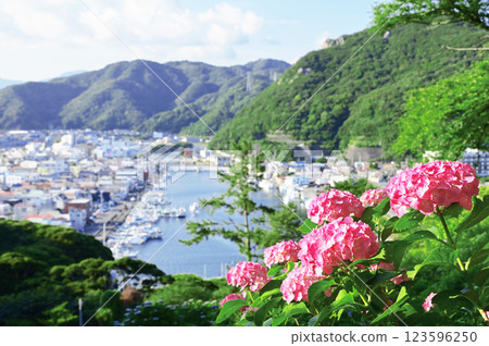 Shimoda Ajisai Festival Shimoda Ajisai Festival 123596250