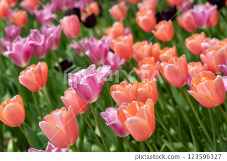 bright pink tulips bright pink tulips 123596327