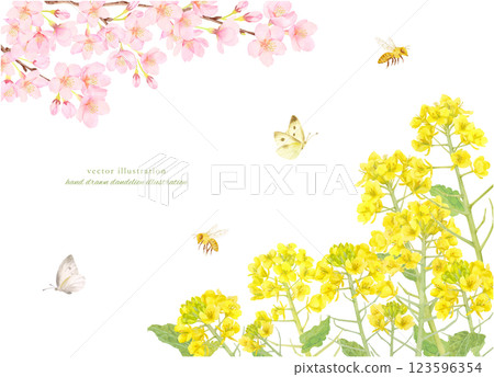 水彩櫻花和油菜花框架背景材料 水彩櫻花和油菜花框架背景材料 123596354