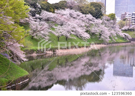 Kitanomaru Park Cherry Blossoms Moat 123596360