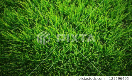 AI image: Green grass AI image: Green grass 123596495