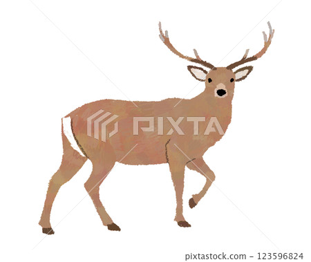 北海道鹿的手繪插圖 123596824