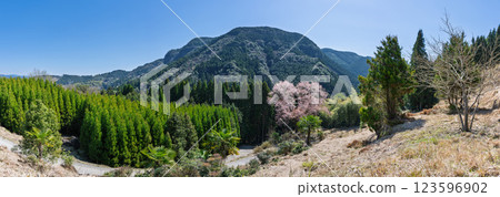 Panoramic view of the Maitoko Ozakura cherry tree, 300 years old, the only cherry blossom tree in bloom in a cedar forest (Hitoyoshi, Kuma) Panoramic view of the Maitoko Ozakura cherry tree, 300 years old, the only cherry blossom tree in bloom in a cedar forest (Hitoyoshi, Kuma) 123596902