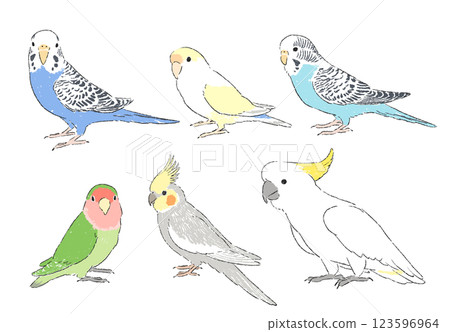 A set of hand-drawn illustrations of various popular parakeets 123596964