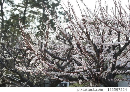 橫濱三溪的梅花 橫濱三溪的梅花 123597224