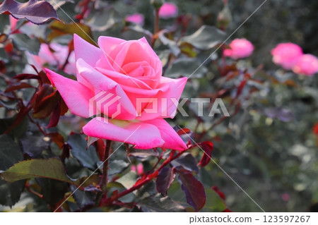 Roses Roses 123597267