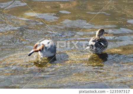 Duck Kashio River Duck Kashio River 123597317