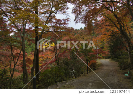 埼玉縣飯能市東鄉公園秩父禦岳神社參道旁的美麗楓樹 123597444