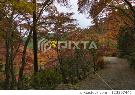 埼玉縣飯能市東鄉公園秩父禦岳神社參道旁的美麗楓樹 123597445