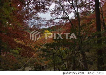 埼玉縣飯能市東鄉公園秩父禦岳神社參道旁的美麗楓樹 123597446