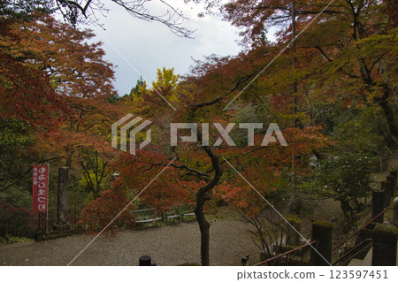 Beautiful maple trees along the approach to Chichibu Mitake Shrine, Togo Park, Hanno City, Saitama Prefecture Beautiful maple trees along the approach to Chichibu Mitake Shrine, Togo Park, Hanno City, Saitama Prefecture 123597451
