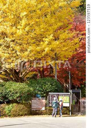 伊豆市修善寺自然公園楓林入口處的黃色銀杏樹和紅色楓樹 伊豆市修善寺自然公園楓林入口處的黃色銀杏樹和紅色楓樹 123597519