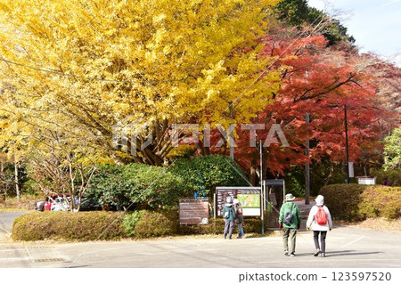 伊豆市修善寺自然公園楓林入口處的黃色銀杏樹和紅色楓樹 123597520
