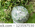 How to Dispose of Plants 123597530
