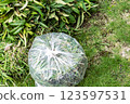 How to Dispose of Plants 123597531