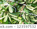 Pruned branches and leaves 123597532