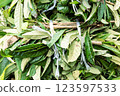 Pruned branches and leaves 123597533