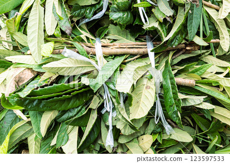 Pruned branches and leaves 123597533