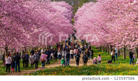 櫻花和公園 櫻花和公園 123597566