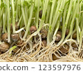 豆芽根 123597976