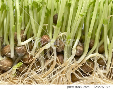 豆芽根 豆芽根 123597976