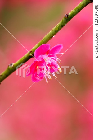 美麗的粉紅色梅花 123597999