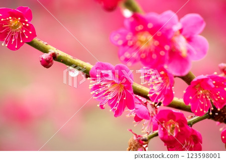 美麗的粉紅色梅花 123598001