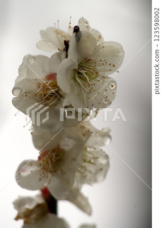 白梅在雨中濕潤 白梅在雨中濕潤 123598002