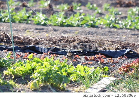 一隻畫眉鳥在田野裡尋找食物 一隻畫眉鳥在田野裡尋找食物 123598069