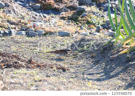 一隻畫眉鳥在田野裡尋找食物 123598070
